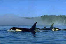 Canada-British Columbia-Johnstone Straight Sea Kayaking